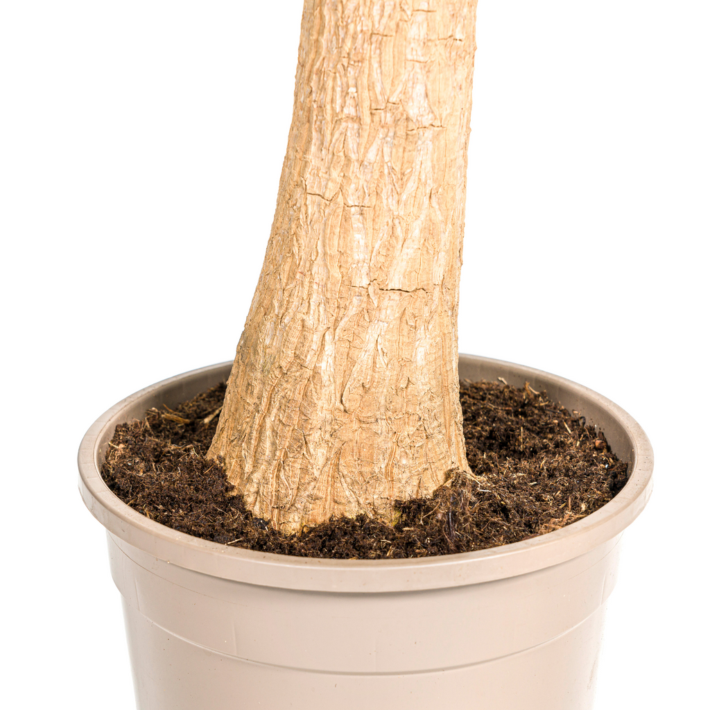 Elefantenfuß kaufen 80–100 cm | Beaucarnea recurvata Zimmerpflanze