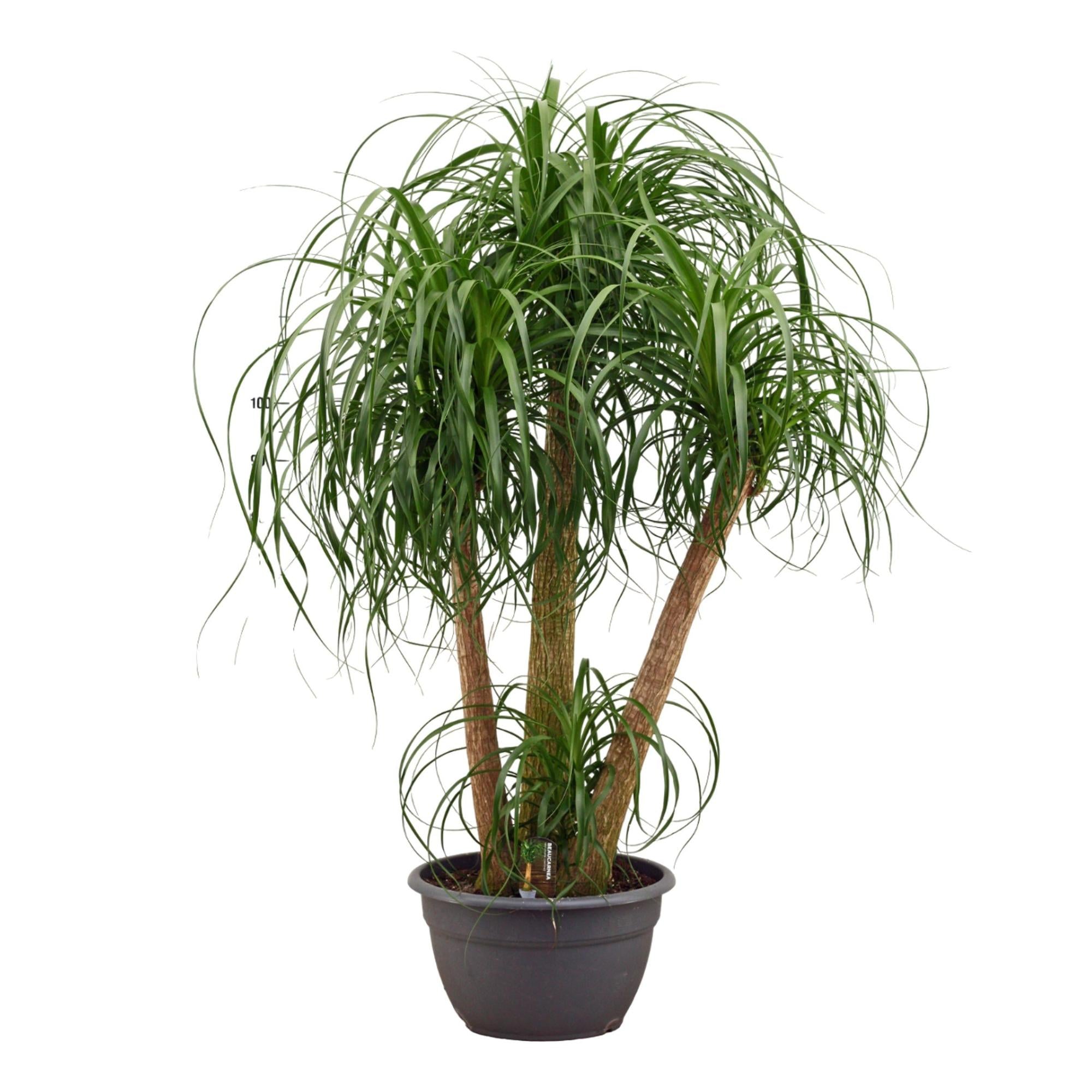 Beaucarnea Multi Stamm kaufen - Elefantenfuß 130 cm