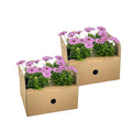 Kapmargerite Pink 8er Set kaufen | Osteospermum für Balkon & Garten