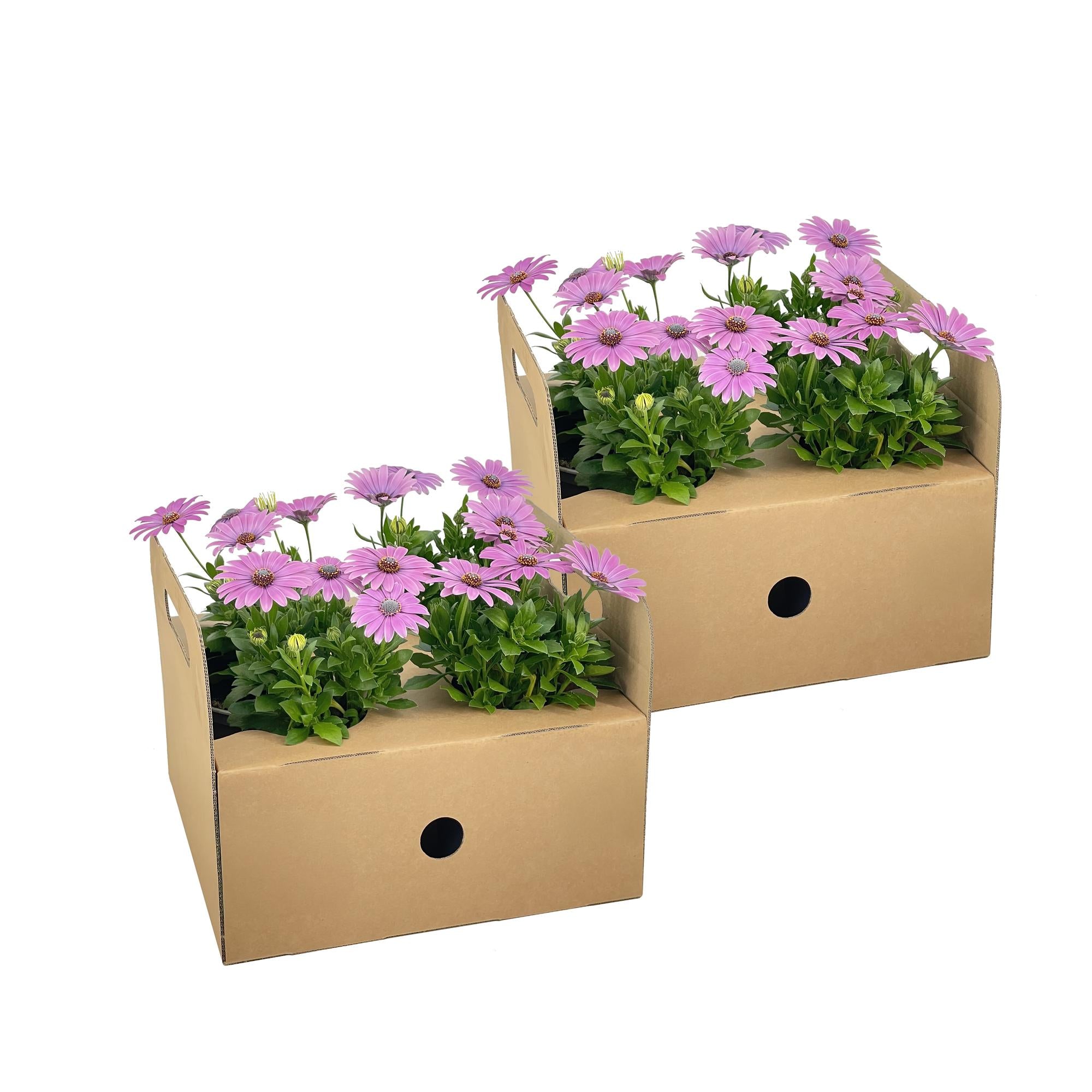 Kapmargerite Pink 8er Set kaufen | Osteospermum für Balkon & Garten