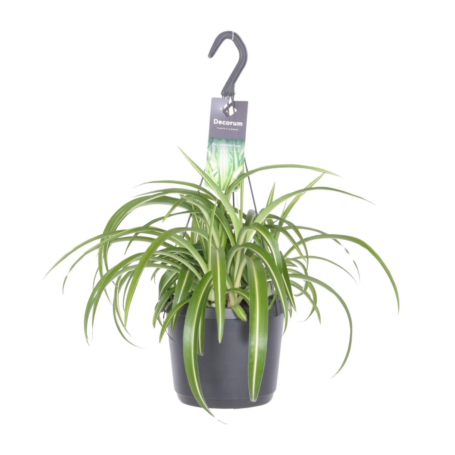 Grünlilie kaufen | Chlorophytum comosum ‘Bonnie’ Zimmerpflanze