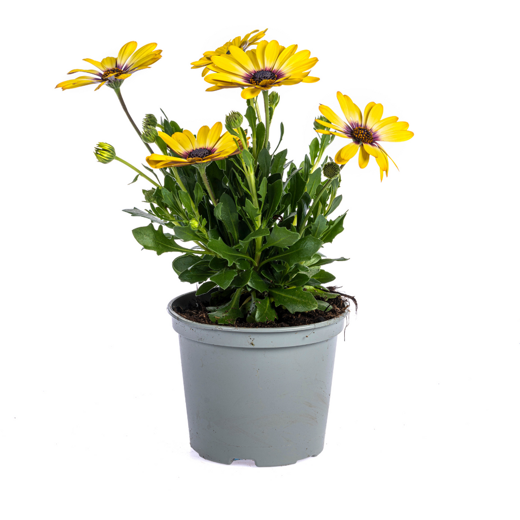 Kapmargerite Gelb 8er Set kaufen | Osteospermum für Balkon & Garten