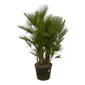 Europäische Zwergpalme - Chamaerops Humilis - 160 - 220 cm - Ø50cm