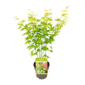 Japanischer Ahorn kaufen | Acer palmatum ‘Going Green’ kompakt