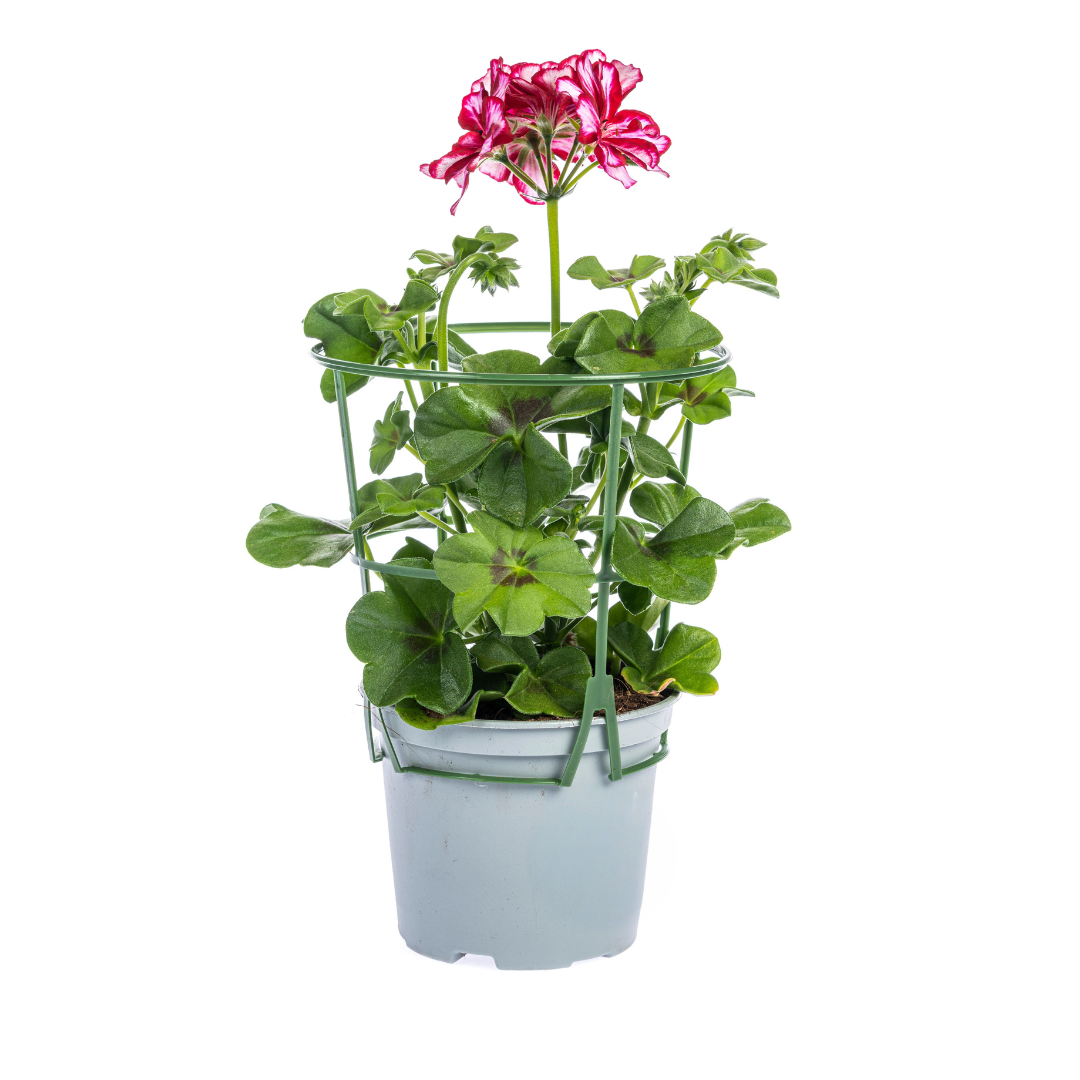 Hängegeranien Rot 8er Set kaufen | Geranien für Balkon & Terrasse