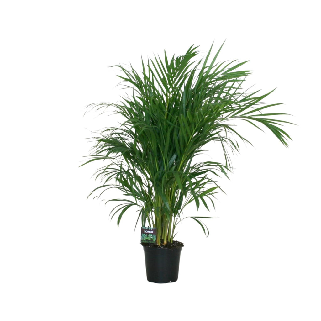 Areca Palme kaufen | Goldfruchtpalme Dypsis lutescens 100 cm