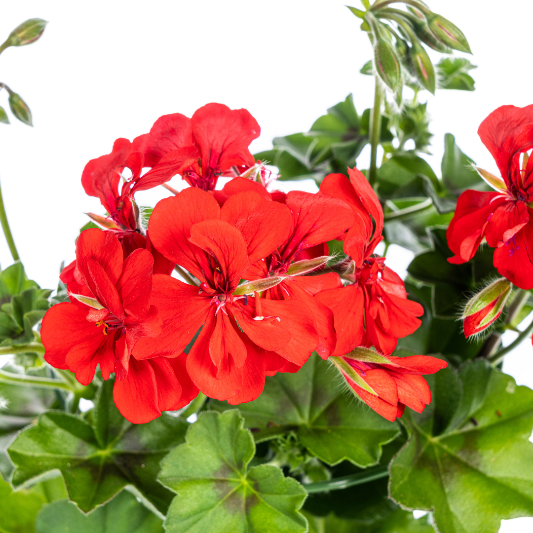Hängegeranien Rot 8er Set kaufen | Geranien für Balkon & Terrasse