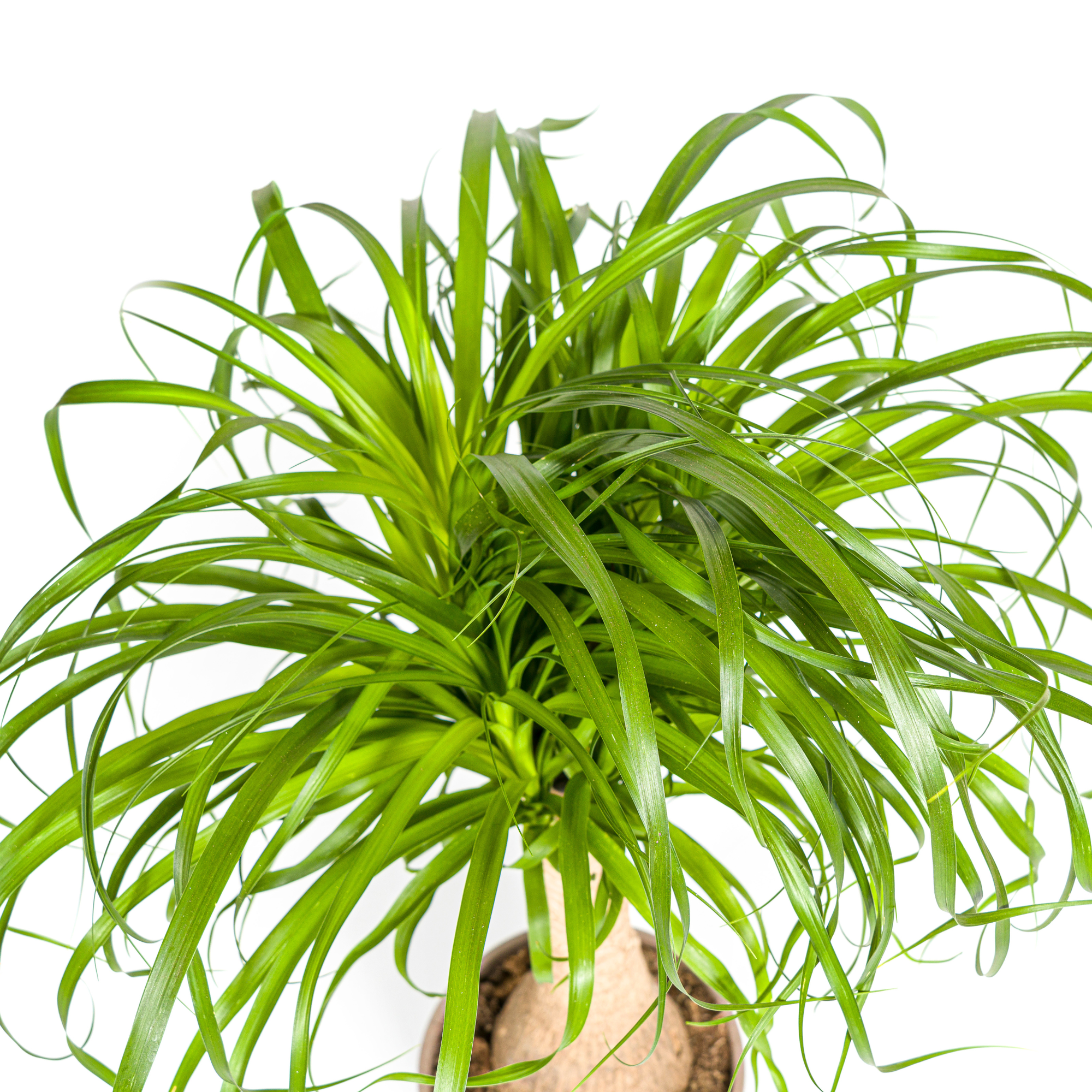 Elefantenfuß kaufen 60–80 cm | Beaucarnea recurvata Zimmerpflanze
