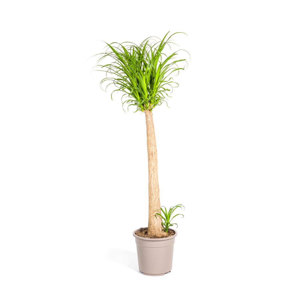 Großer Elefantenfuß kaufen 110–130 cm | Beaucarnea recurvata
