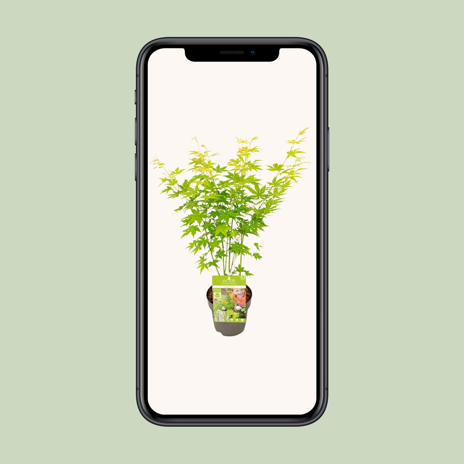 Japanischer Ahorn kaufen | Acer palmatum ‘Going Green’ kompakt
