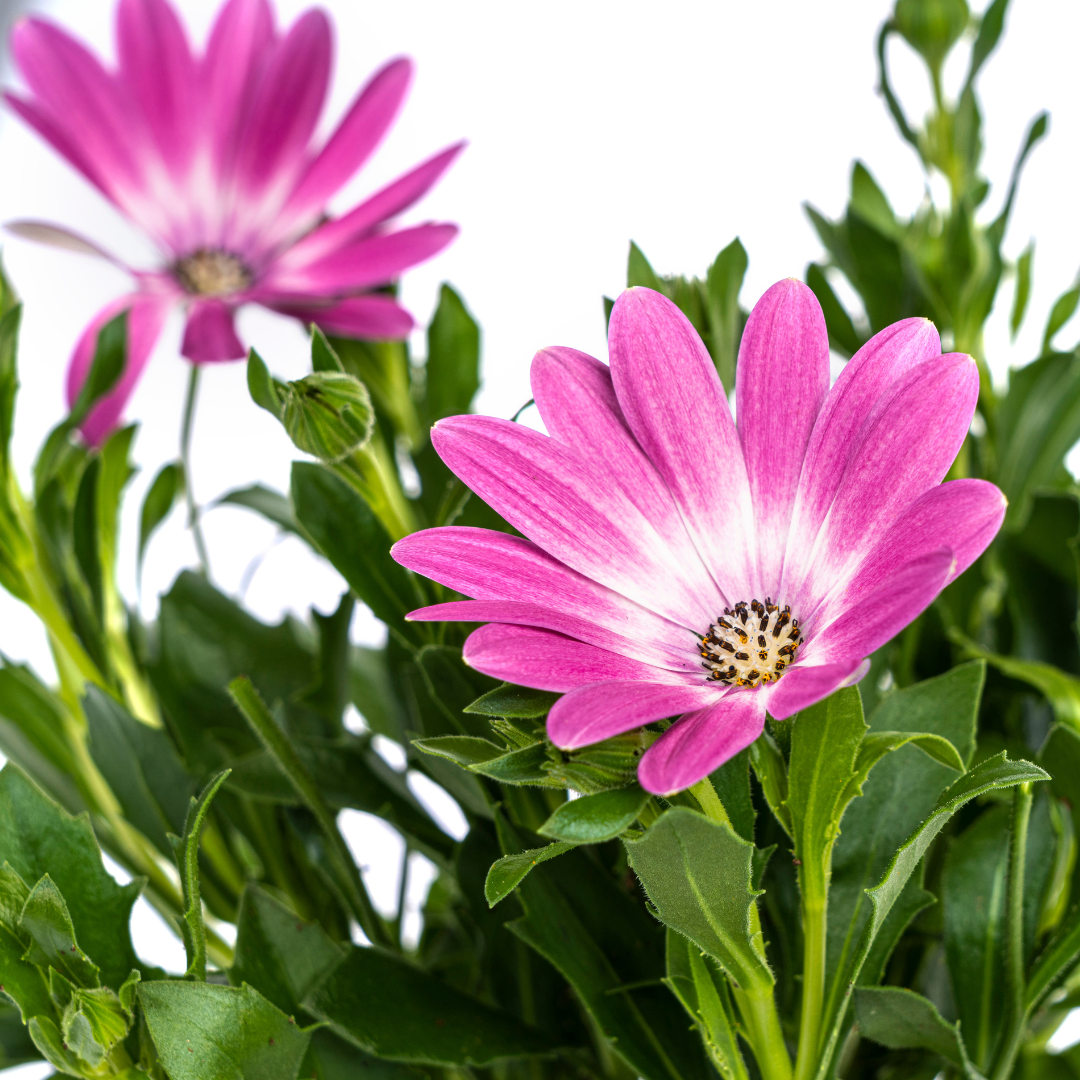 Kapmargerite Pink 8er Set kaufen | Osteospermum für Balkon & Garten