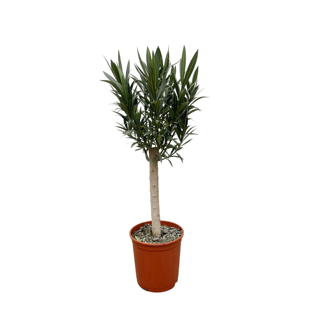 Echter Oleander - Nerium Oleander - 110cm - Ø22