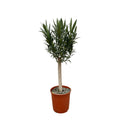 Echter Oleander - Nerium Oleander - 110cm - Ø22