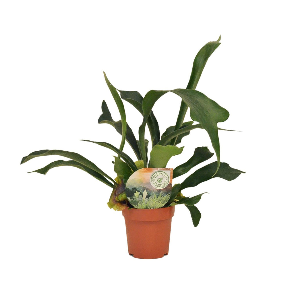 Geweihfarn klein kaufen | Platycerium bifurcatum 35 cm Hängepflanze