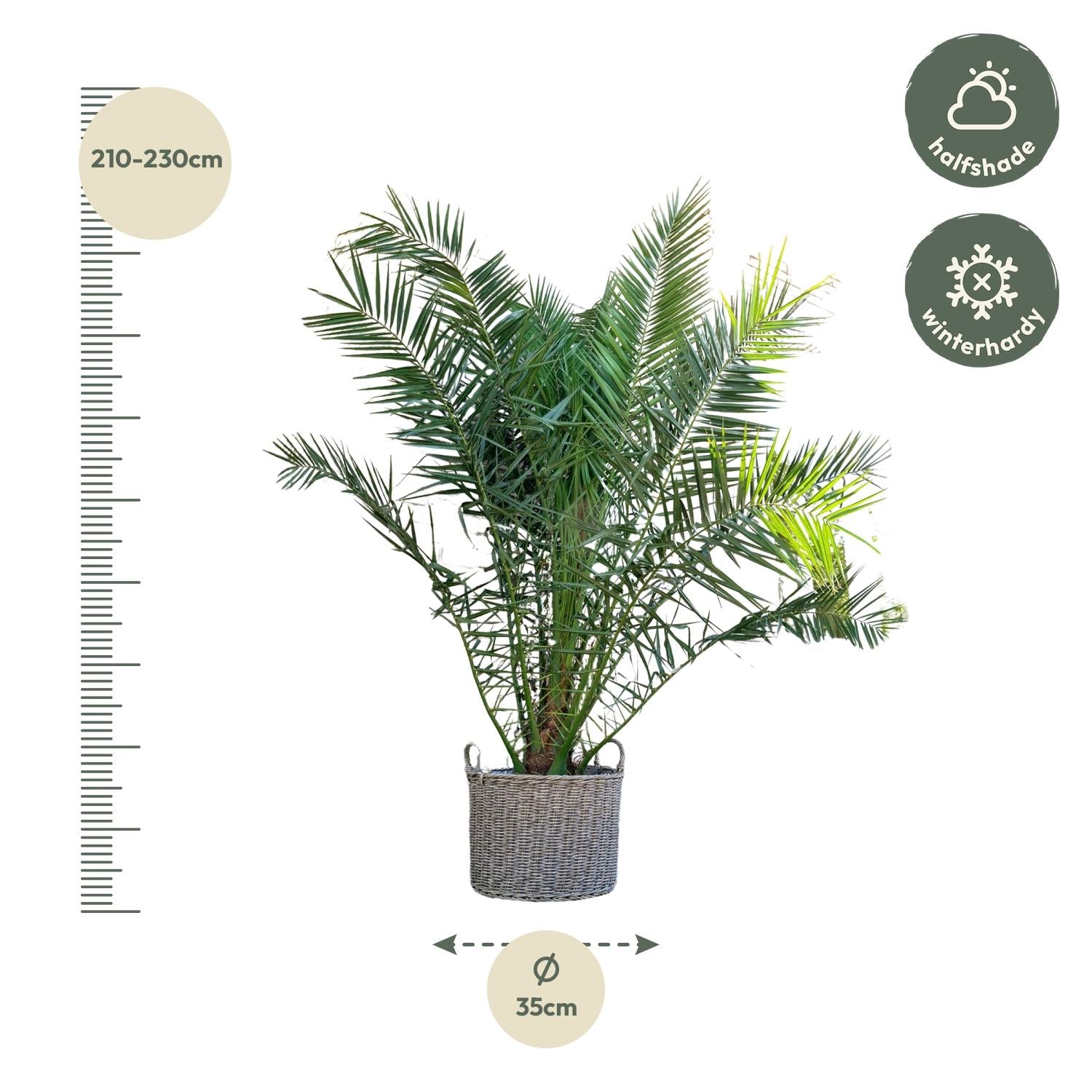 Kanarische Dattelpalme - Phoenix Canariensis - 300cm - ø50