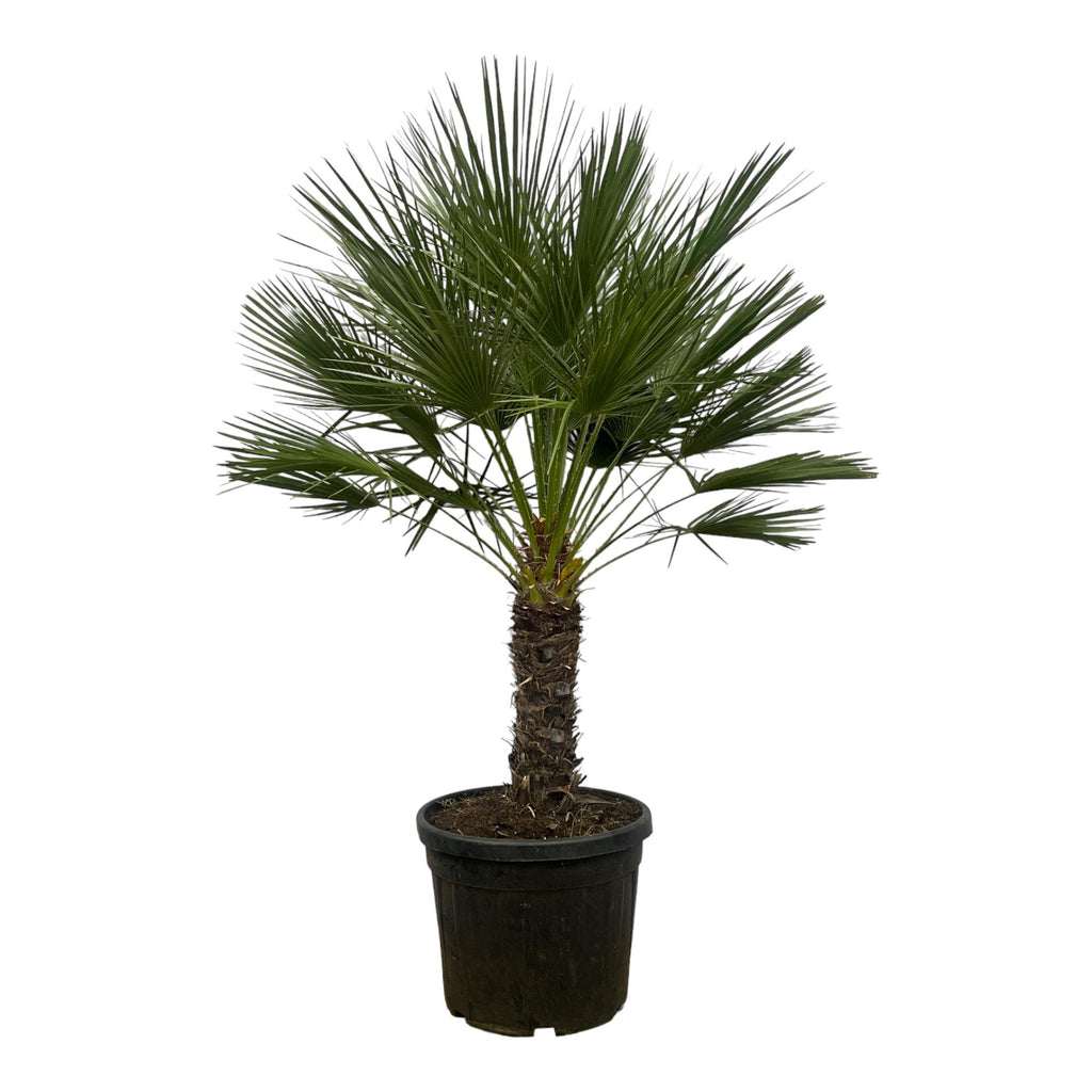 Europäische Zwergpalme - Chamaerops Humilis - 150 cm - Ø45cm
