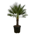 Europäische Zwergpalme - Chamaerops Humilis - 150 cm - Ø45cm
