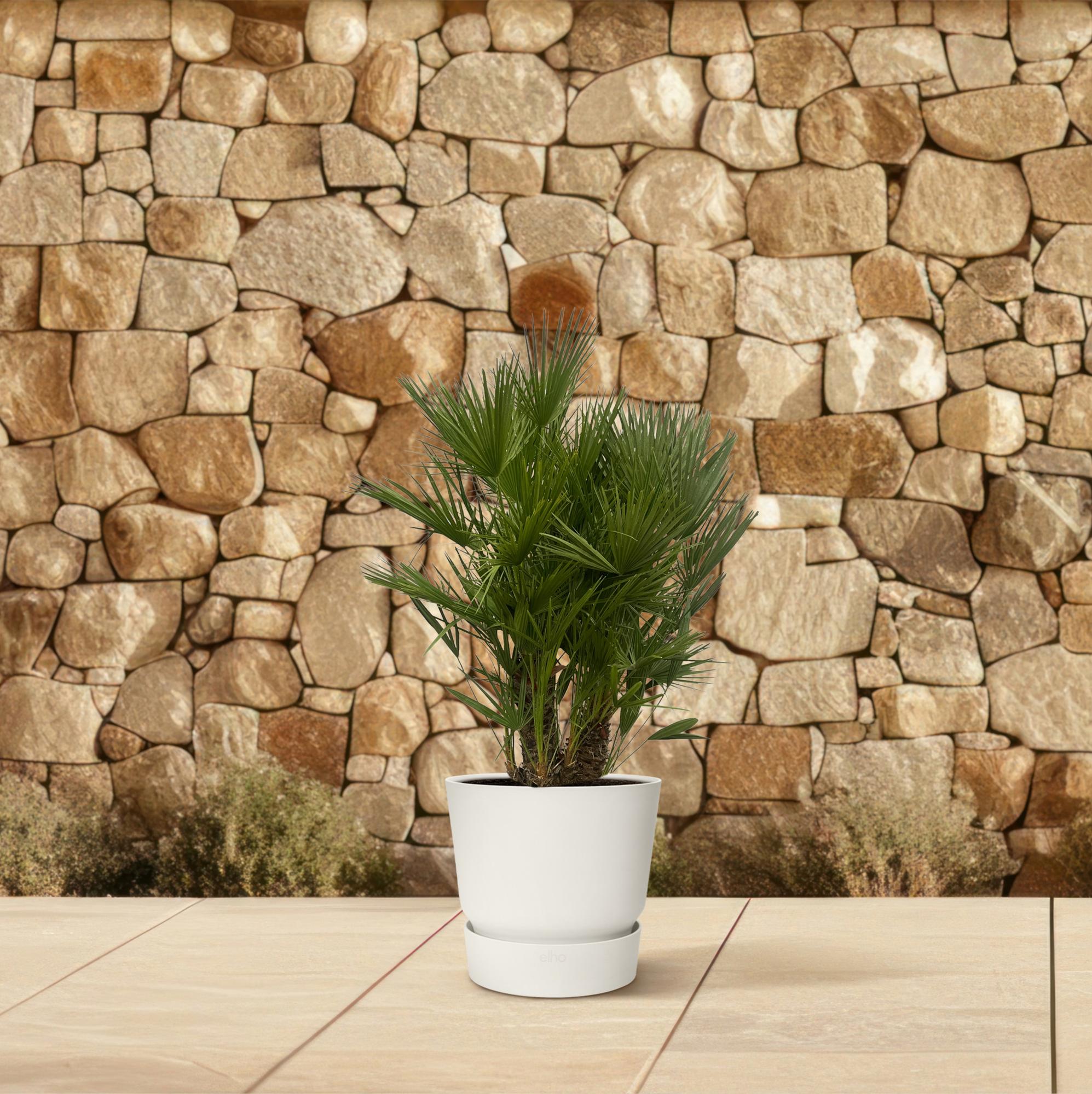 Europäische Zwergpalme - Chamaerops Humilis - 160 - 220 cm - Ø50cm