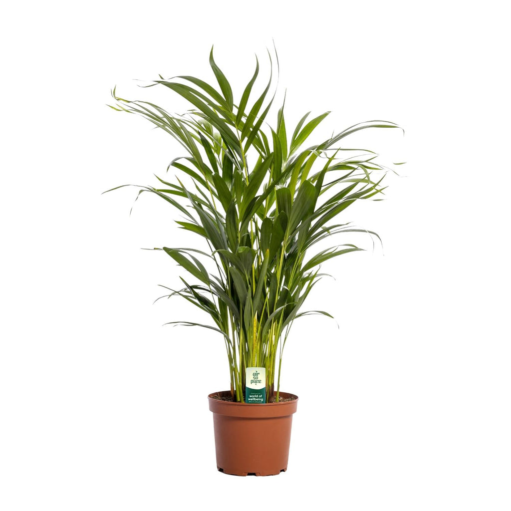 Areca Palme klein | Dypsis lutescens 65 cm Zimmerpalme