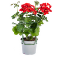 Hängegeranien Rot 8er Set kaufen | Geranien für Balkon & Terrasse