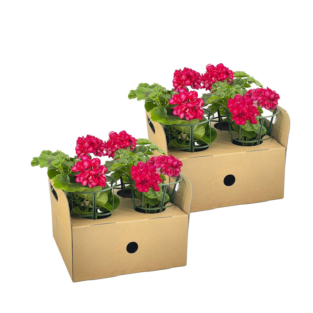 Hängegeranien Rot 8er Set kaufen | Geranien für Balkon & Terrasse