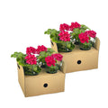 Hängegeranien Rot 8er Set kaufen | Geranien für Balkon & Terrasse
