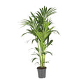 Kentia Palme kaufen | Howea forsteriana 130 cm Zimmerpalme