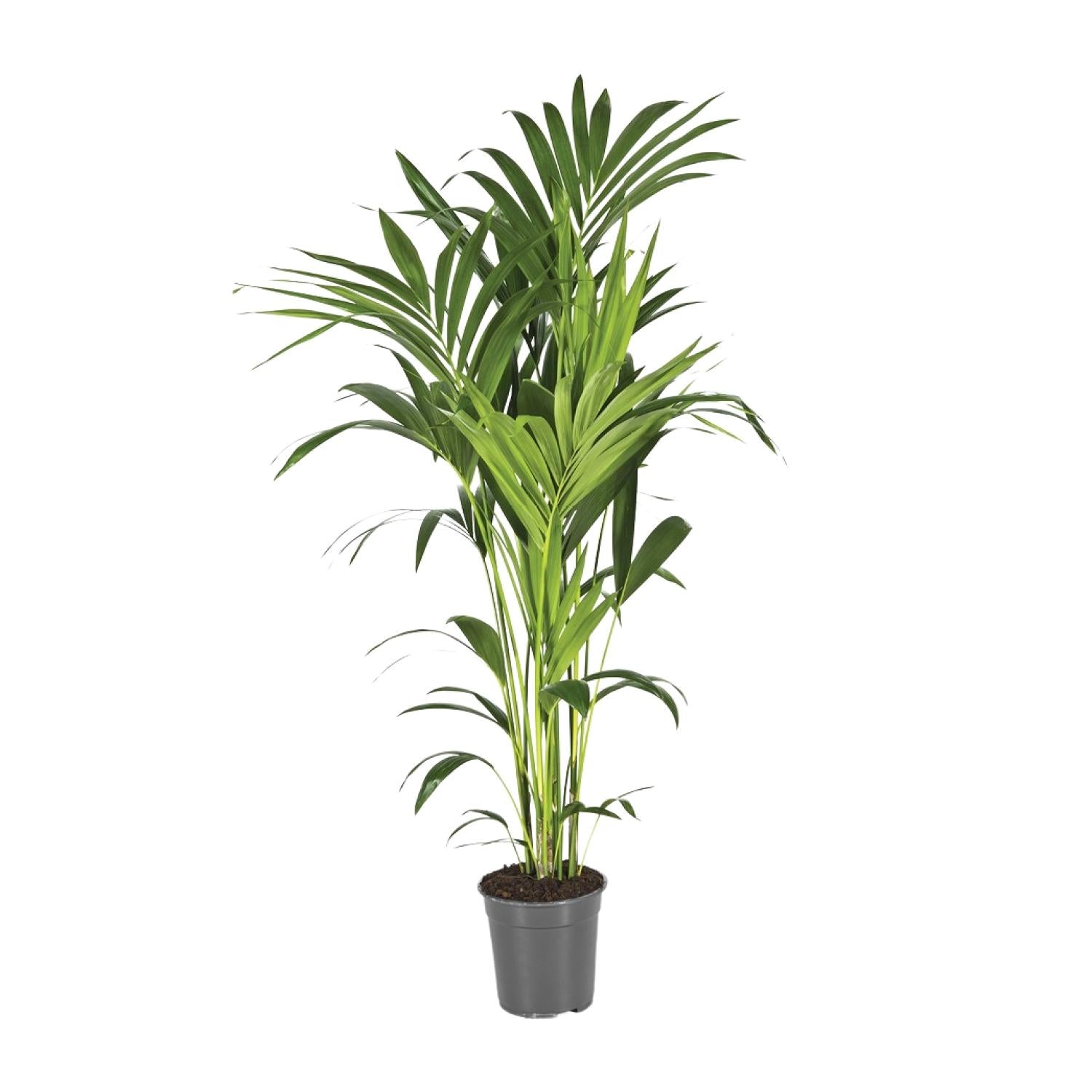 Kentia Palme kaufen | Howea forsteriana 130 cm Zimmerpalme
