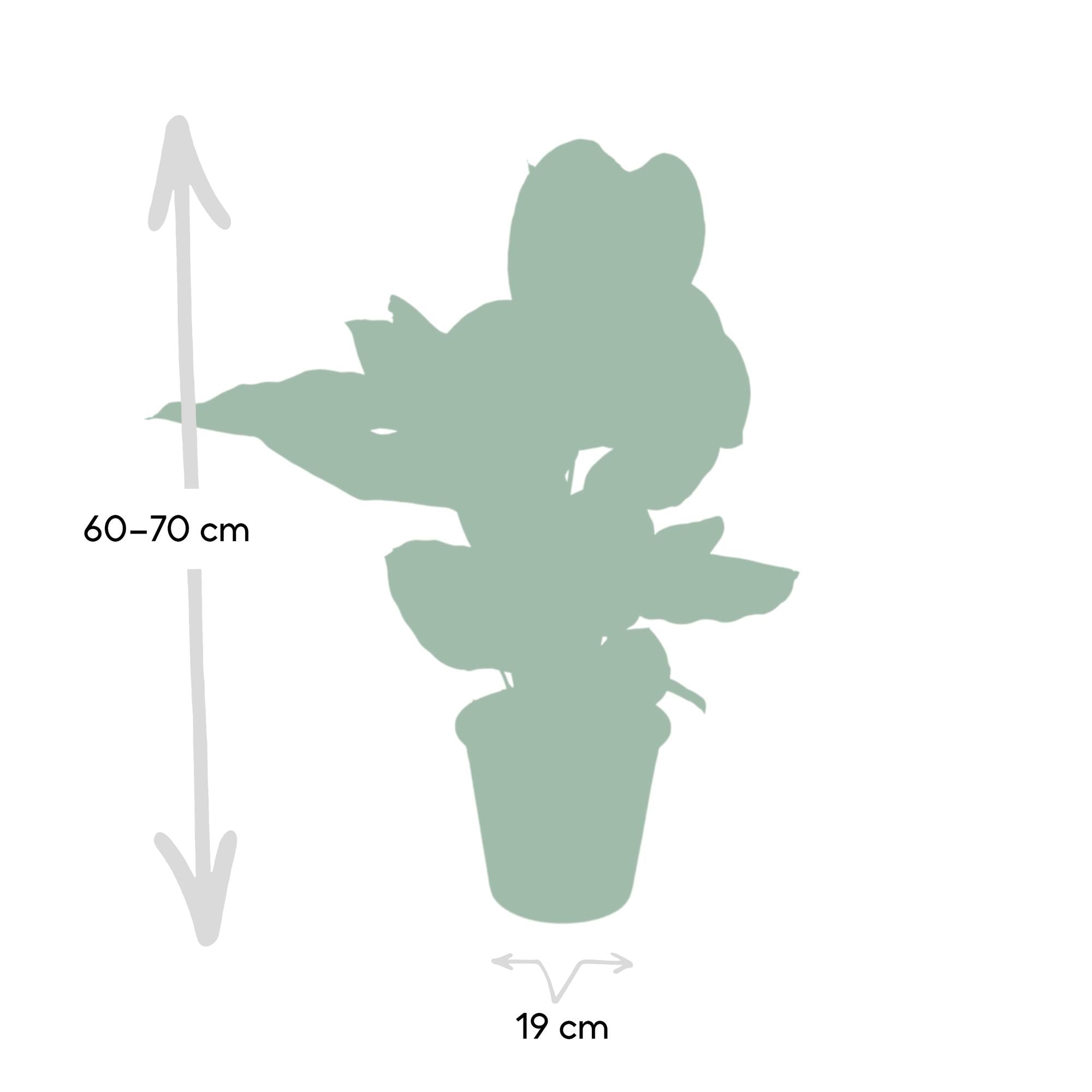 Calathea ornata kaufen | Pinstripe Zimmerpflanze 75 cm groß