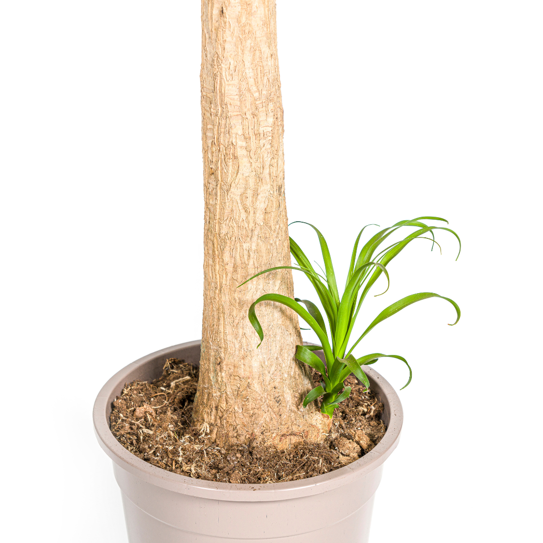 Großer Elefantenfuß kaufen 110–130 cm | Beaucarnea recurvata