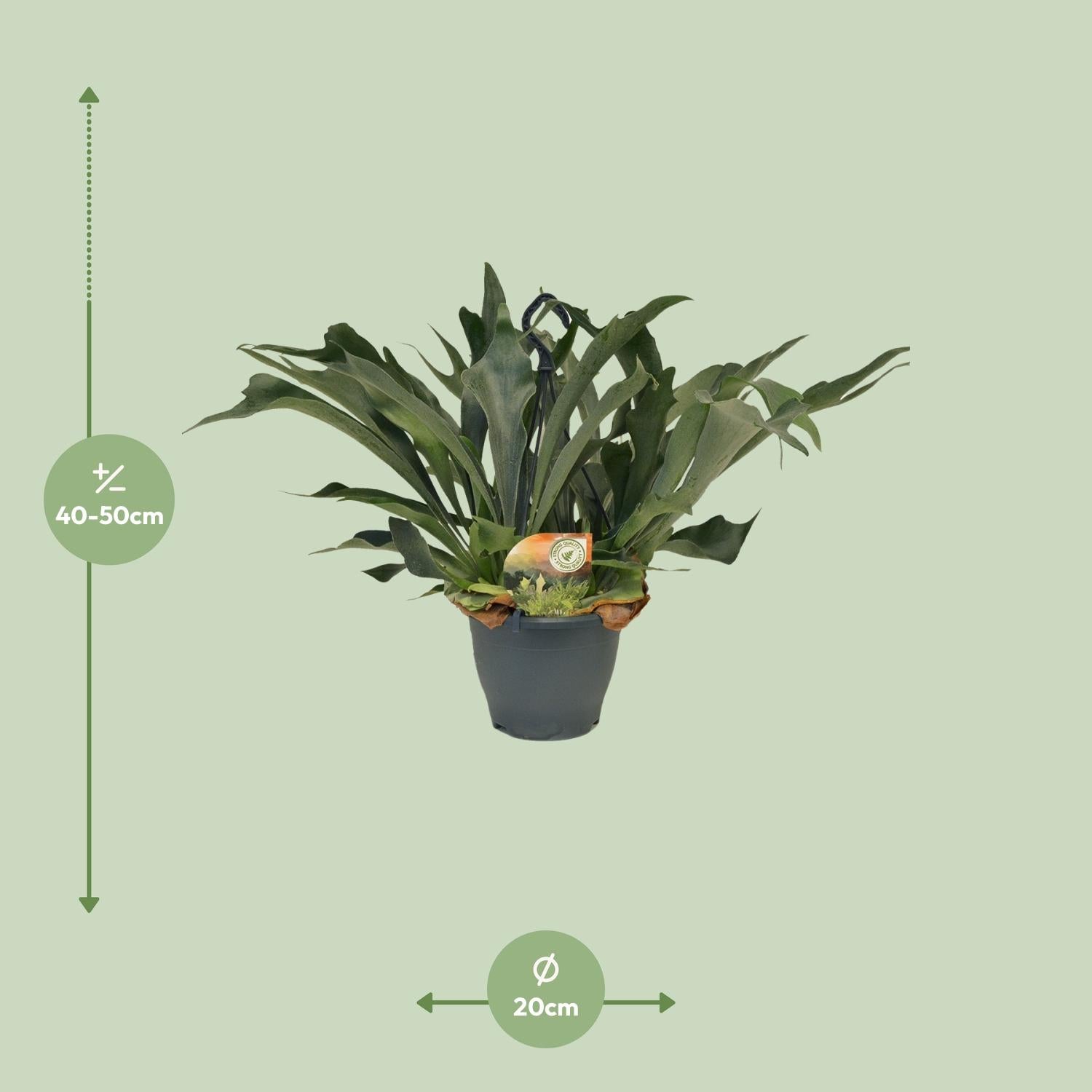 Geweihfarn kaufen | Platycerium bifurcatum Hängepflanze 50 cm