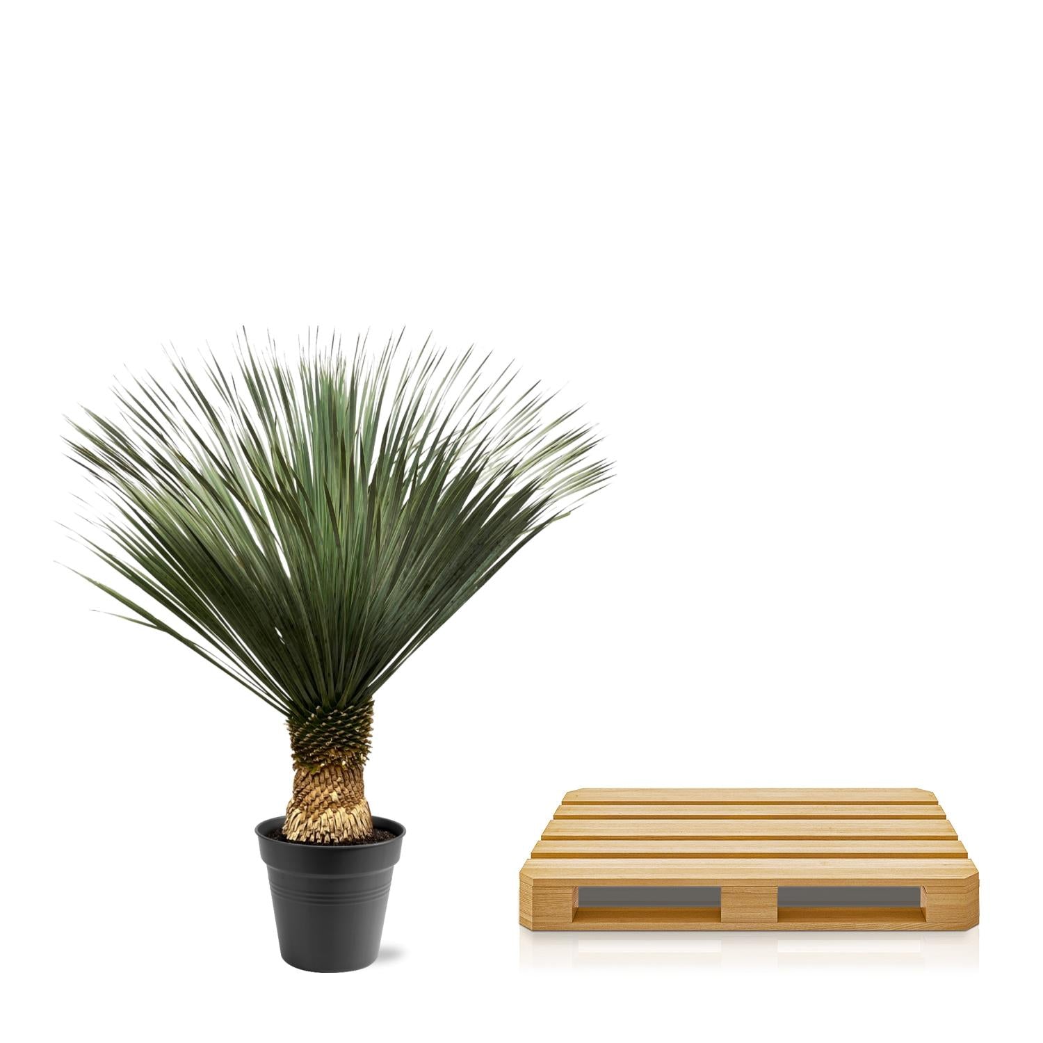Yucca Rostrata - 130 - 150 cm - Ø50