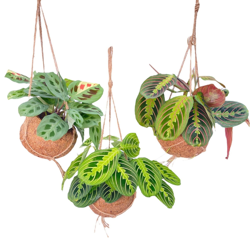 Maranta Set kaufen | Kokodama Gebetspflanzen Mix 3 Stück