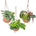 Maranta Set kaufen | Kokodama Gebetspflanzen Mix 3 Stück