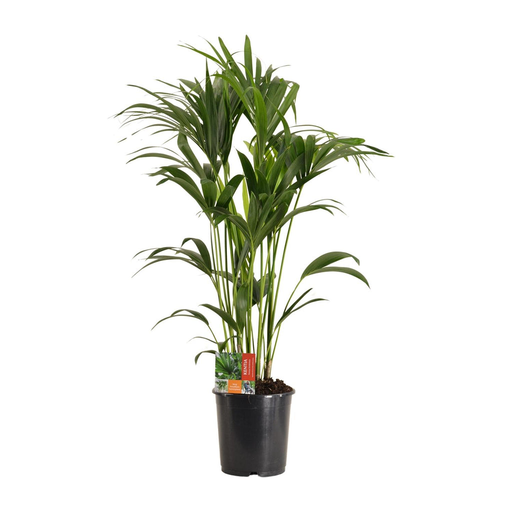 Kentia Palme groß | Howea forsteriana 120 cm Zimmerpalme