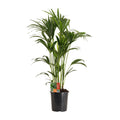 Kentia Palme groß | Howea forsteriana 120 cm Zimmerpalme