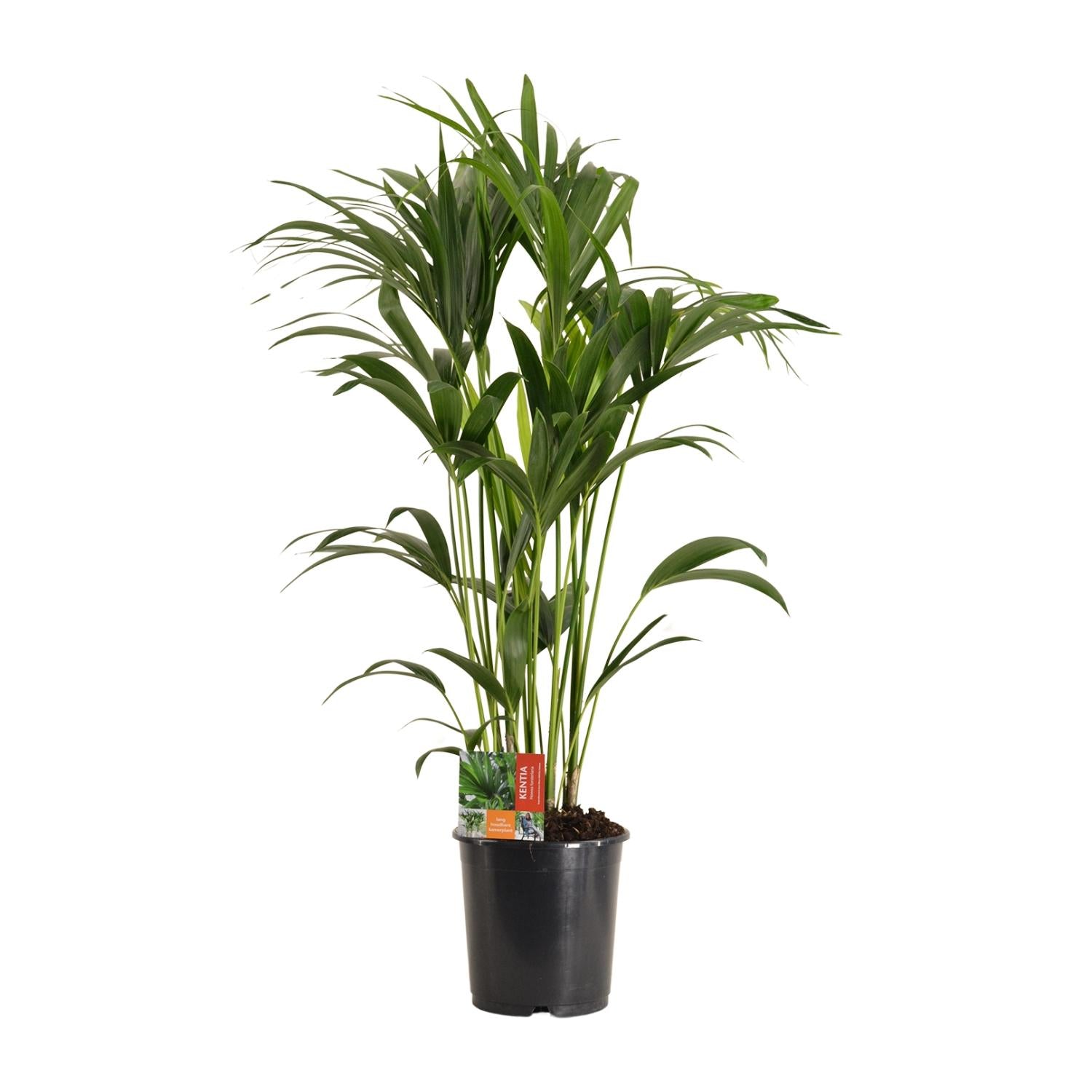 Kentia Palme groß | Howea forsteriana 120 cm Zimmerpalme