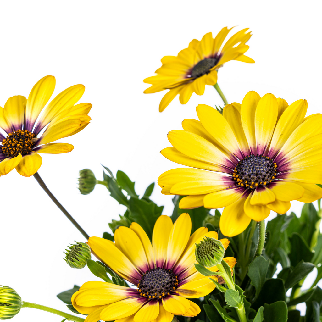 Kapmargerite Gelb 8er Set kaufen | Osteospermum für Balkon & Garten