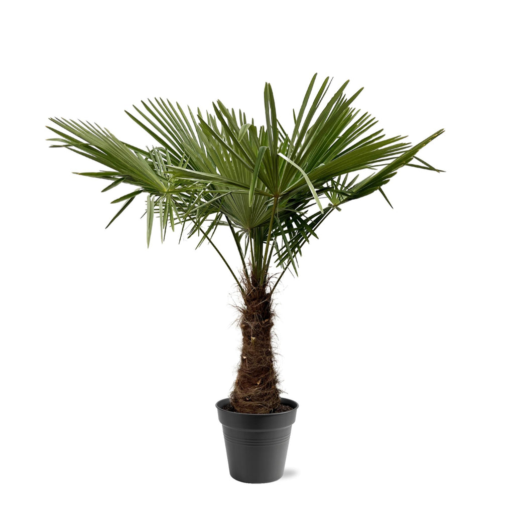 Chinesische Hanfpalme - Trachycarpus Fortuneii - 220 - 240cm - Ø40-45