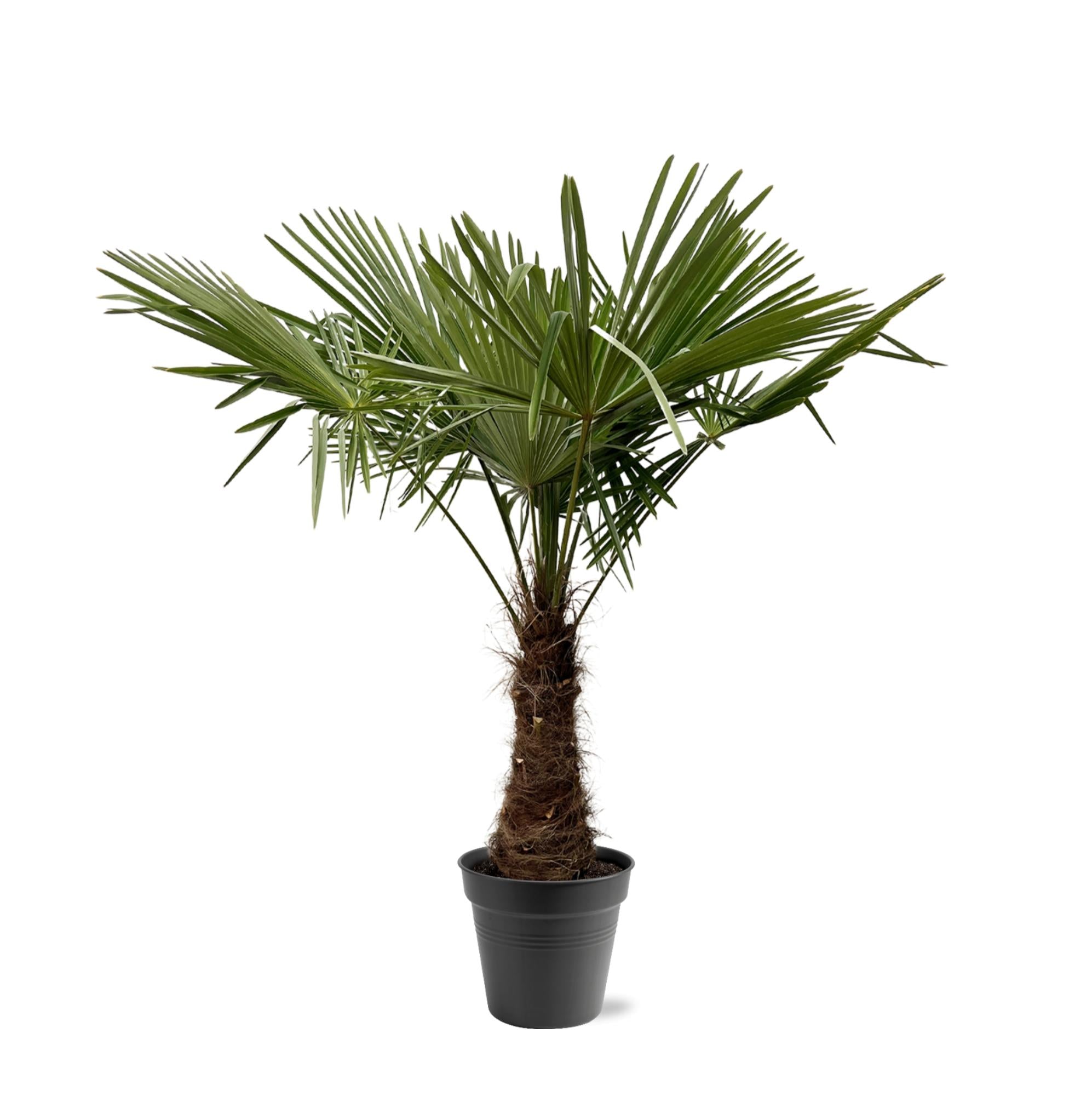 Chinesische Hanfpalme - Trachycarpus Fortuneii - 220 - 240cm - Ø40-45
