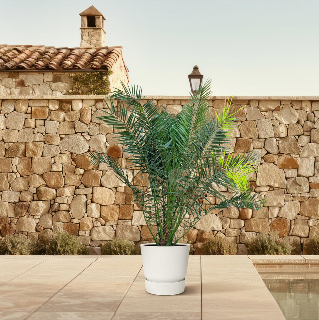 Kanarische Dattelpalme - Phoenix Canariensis - 300cm - ø50