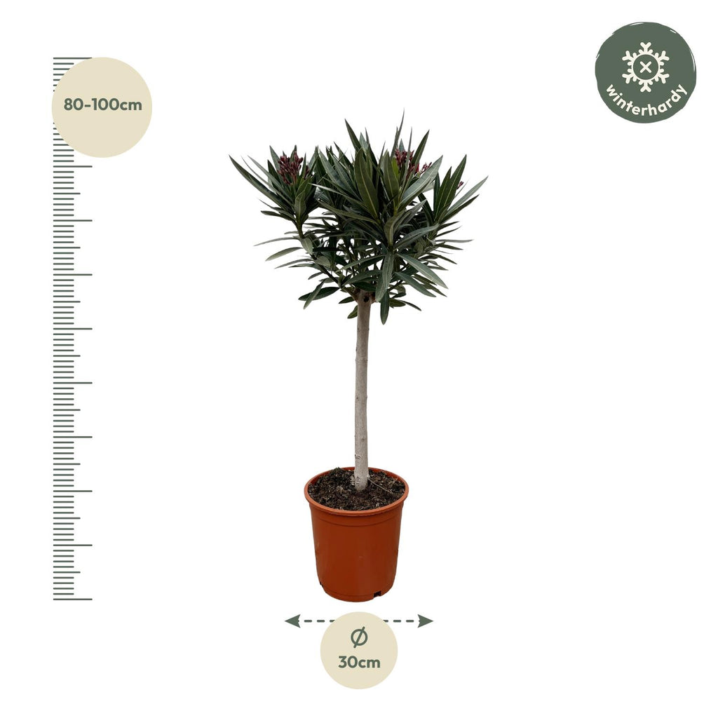 Echter Oleander - Nerium Oleander - 90cm - Ø22