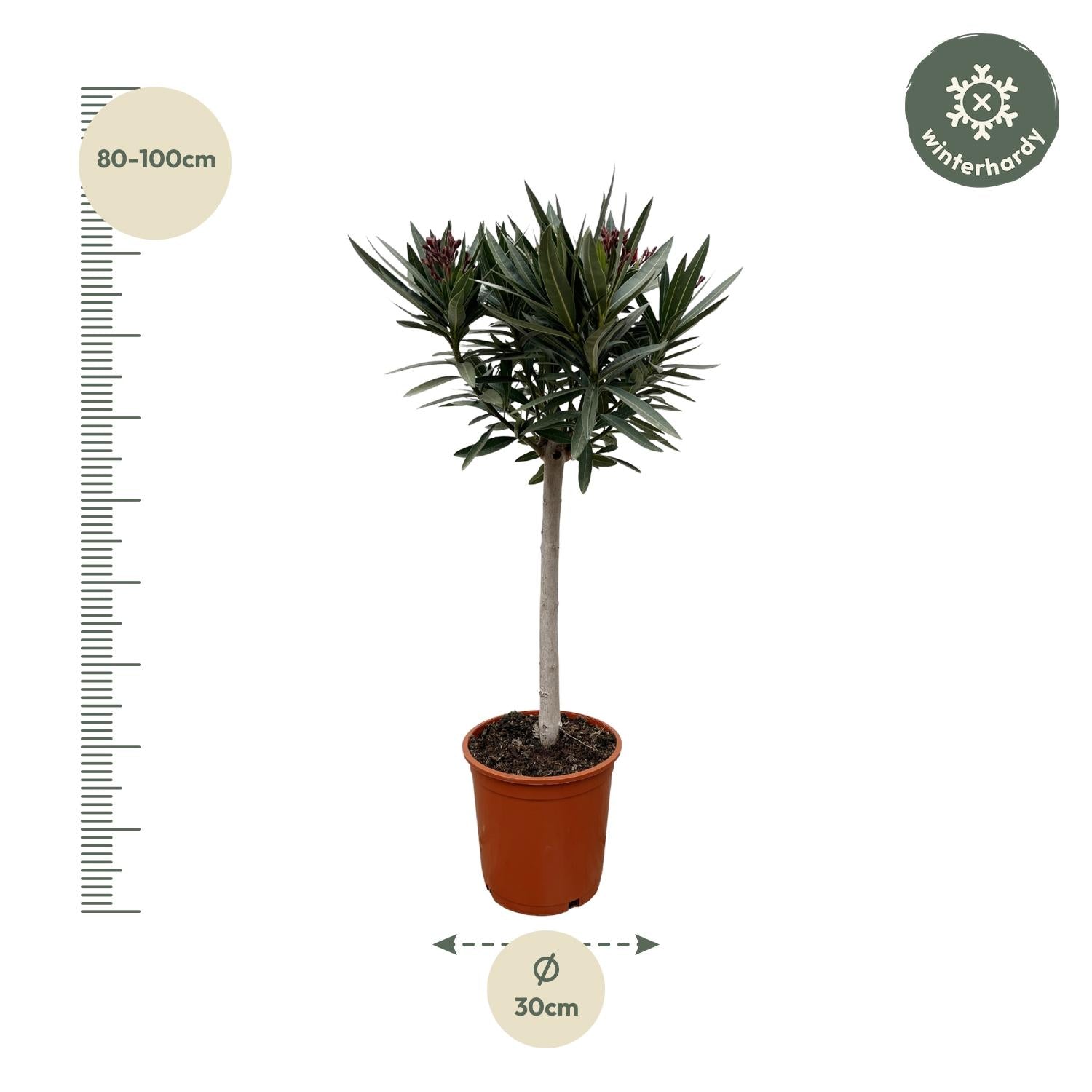 Echter Oleander - Nerium Oleander - 90cm - Ø22
