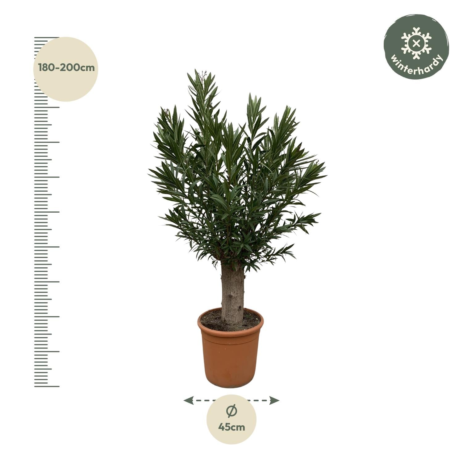 Echter Oleander - Nerium Oleander Bonsai - 190cm - ø45
