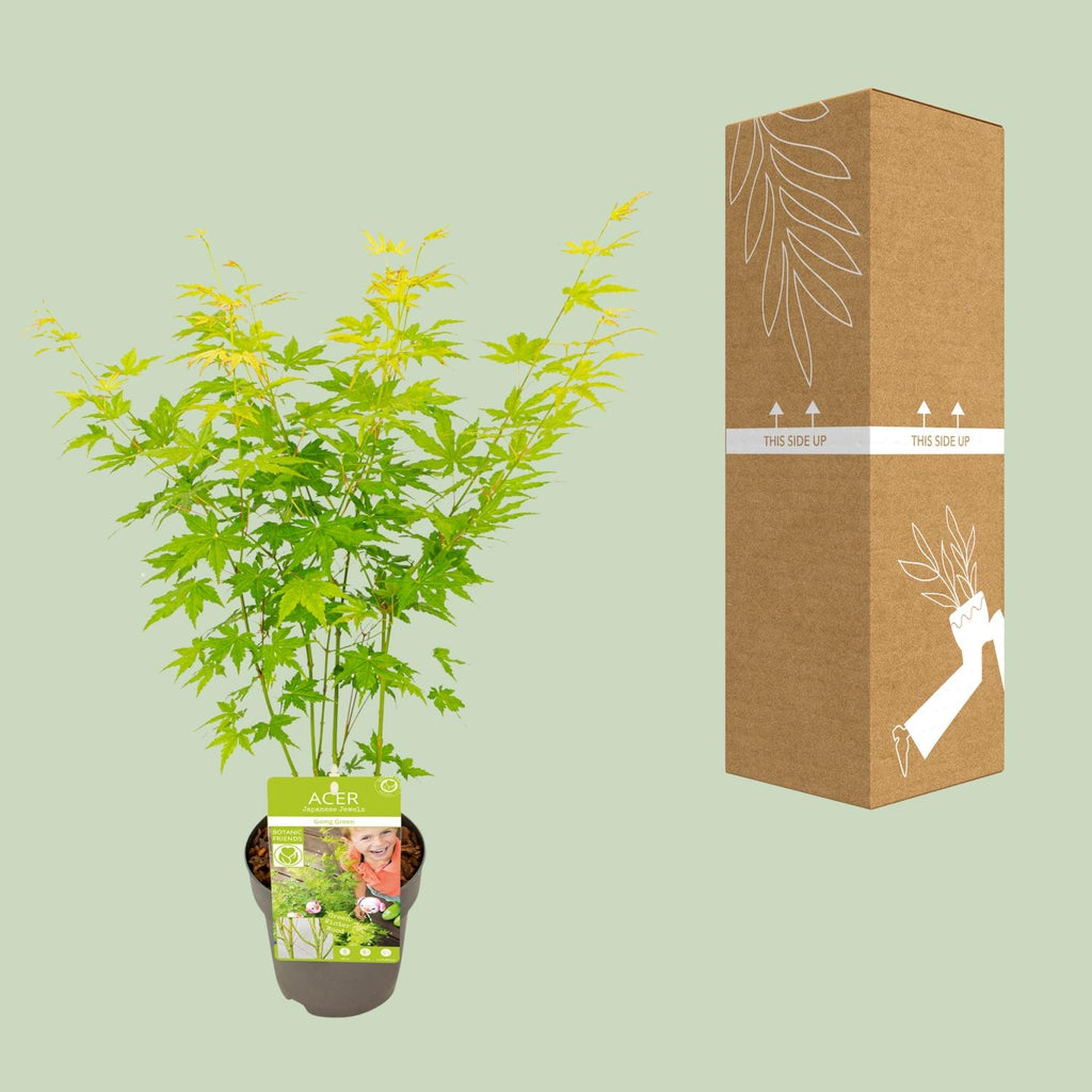 Japanischer Ahorn kaufen | Acer palmatum ‘Going Green’ kompakt