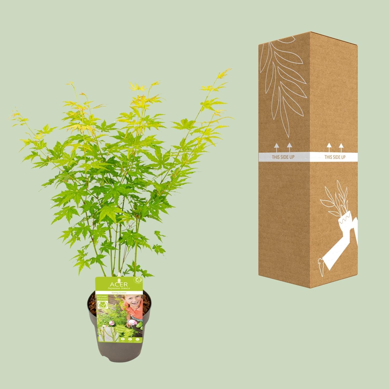 Japanischer Ahorn kaufen | Acer palmatum ‘Going Green’ kompakt