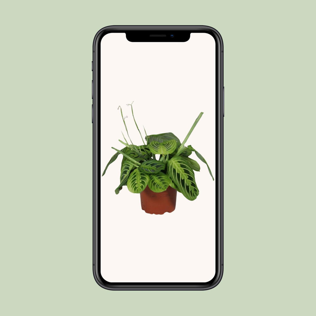 Maranta kaufen | Gebetspflanze ‘Lemon Lime’ Zimmerpflanze bunt