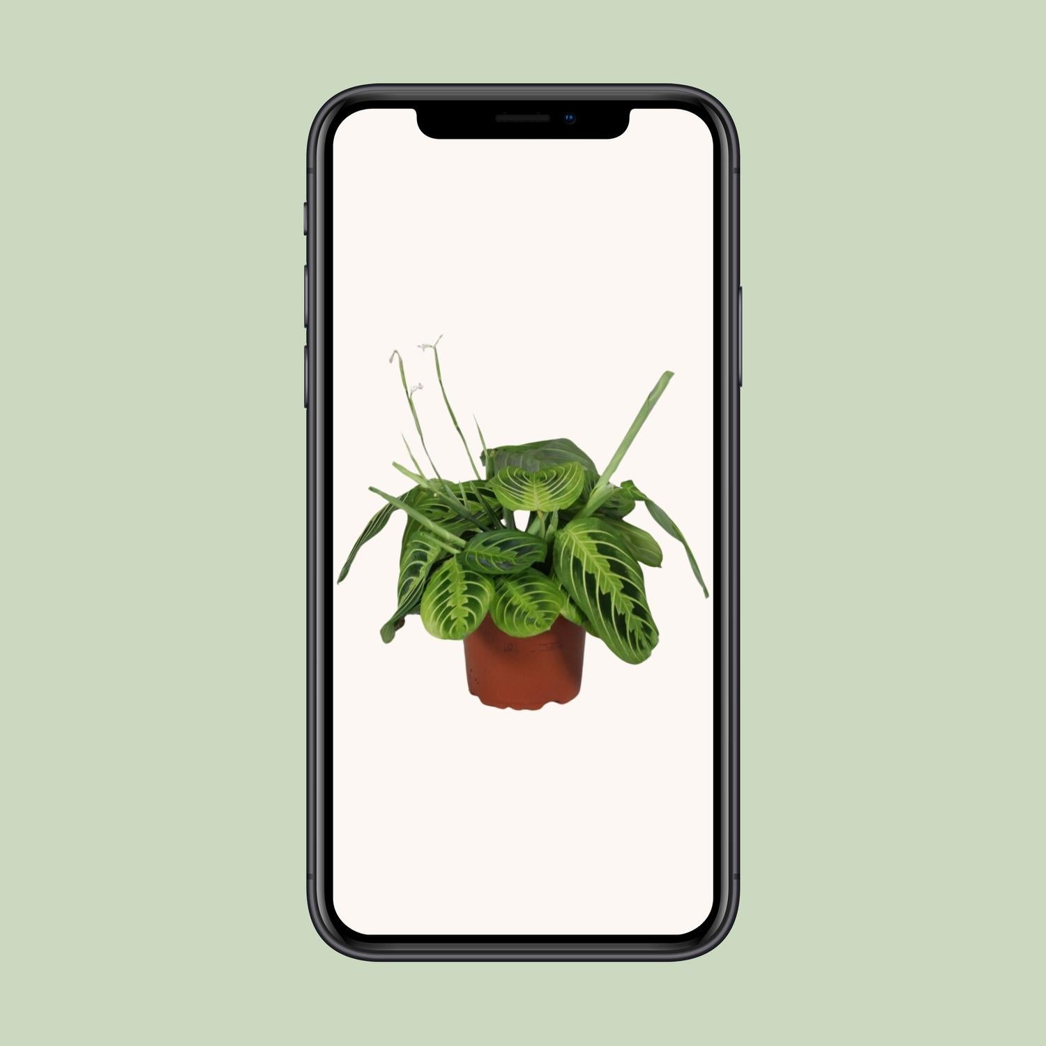 Maranta kaufen | Gebetspflanze ‘Lemon Lime’ Zimmerpflanze bunt