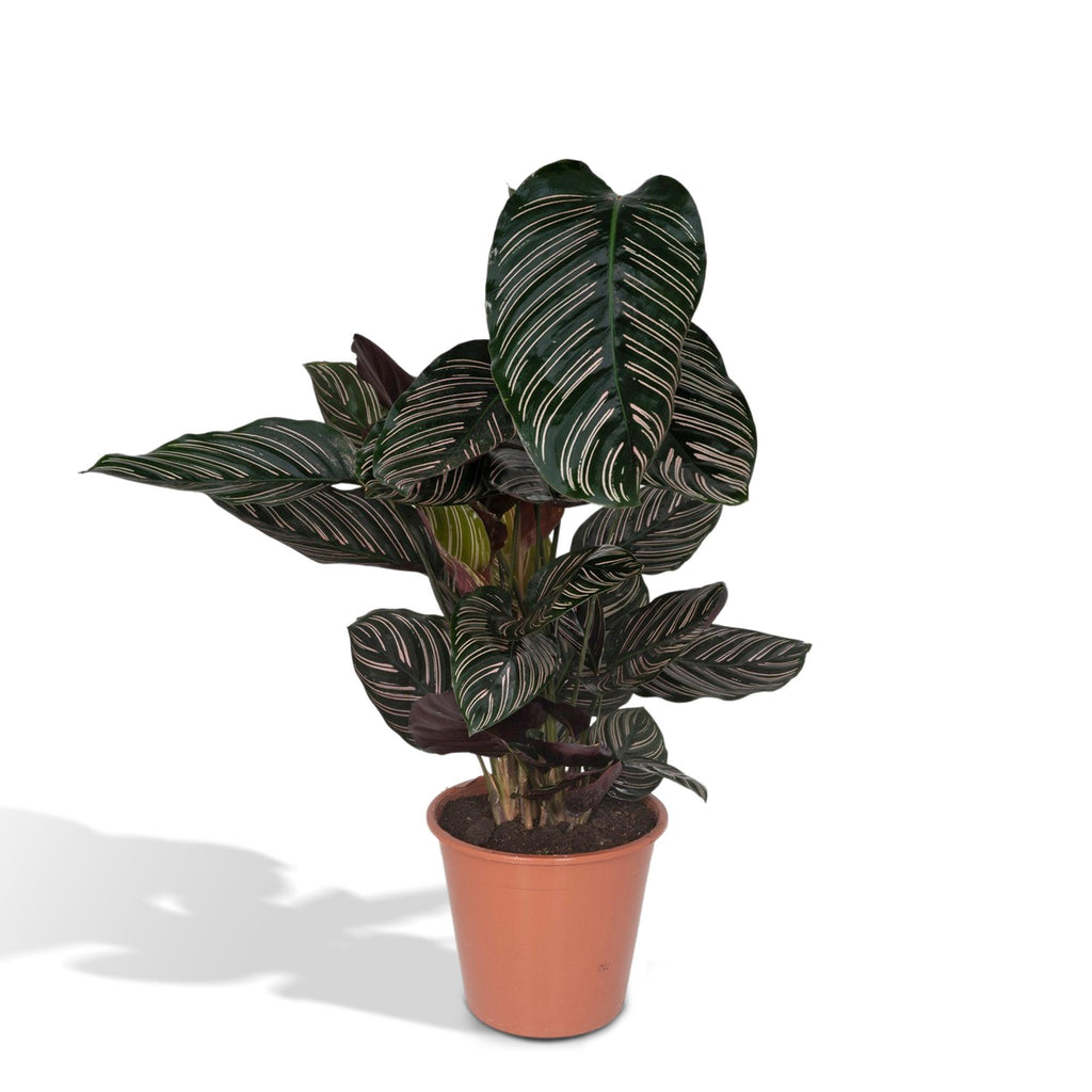Calathea ornata kaufen | Pinstripe Zimmerpflanze 75 cm groß