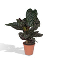 Calathea ornata kaufen | Pinstripe Zimmerpflanze 75 cm groß